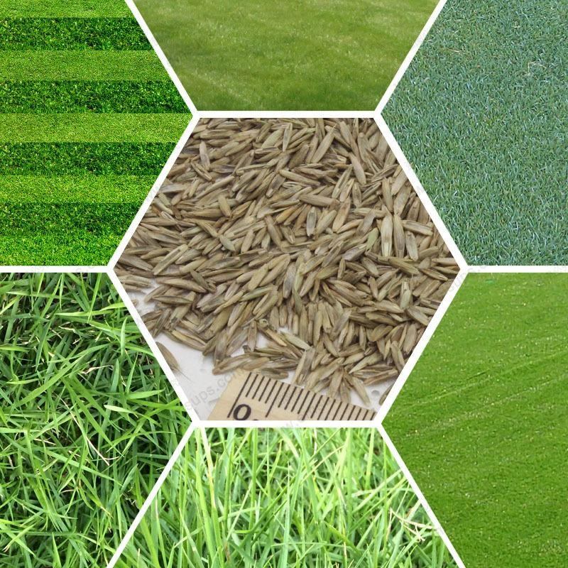 Différents types d'herbe à gazon