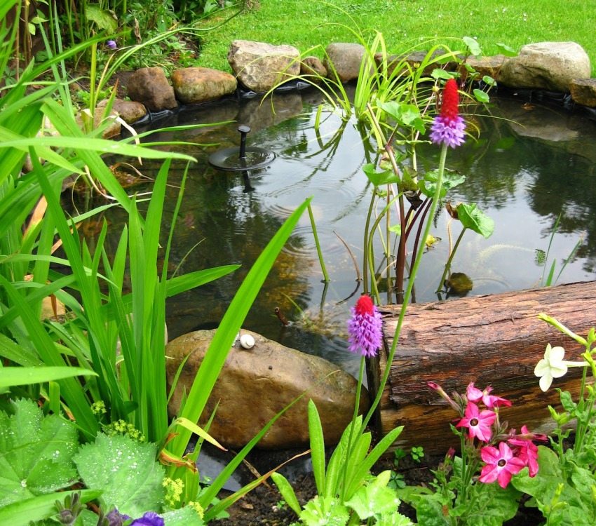 You can decorate a summer pond with flowers and plants.