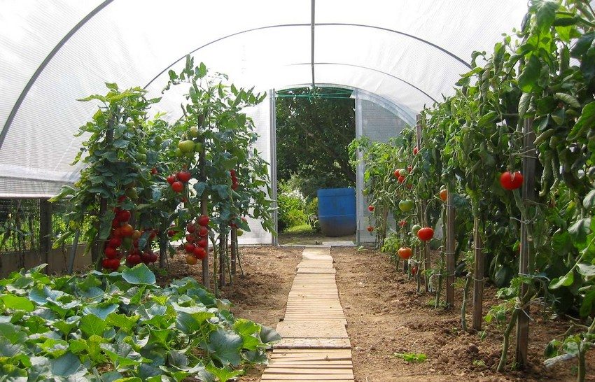 The shape, size and choice of materials depend on the plants to be grown in the greenhouse.
