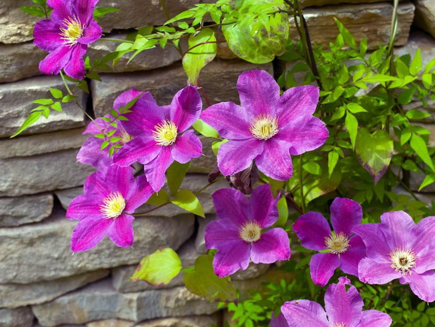 Clematis is great for wall landscaping