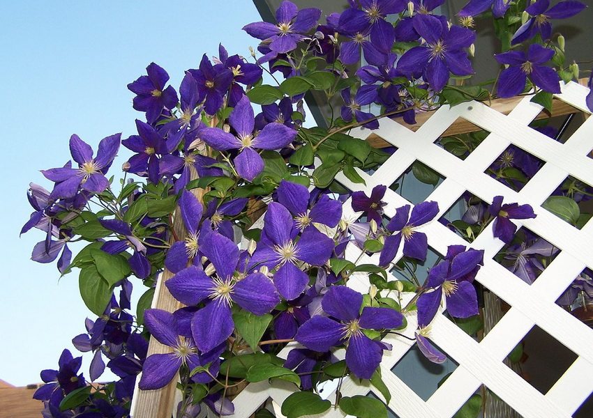 Clematis is one of the most popular plants used for vertical landscaping.