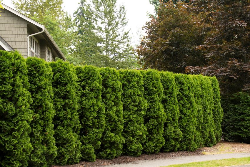 Thuja hedges look luxurious and are not demanding on weather conditions