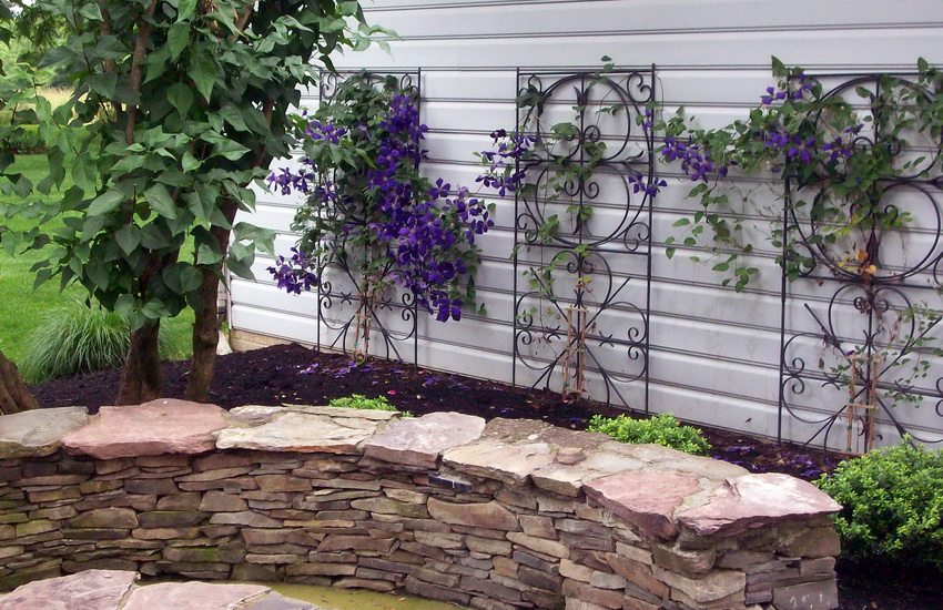 Clematis is ideal for decorating various design elements
