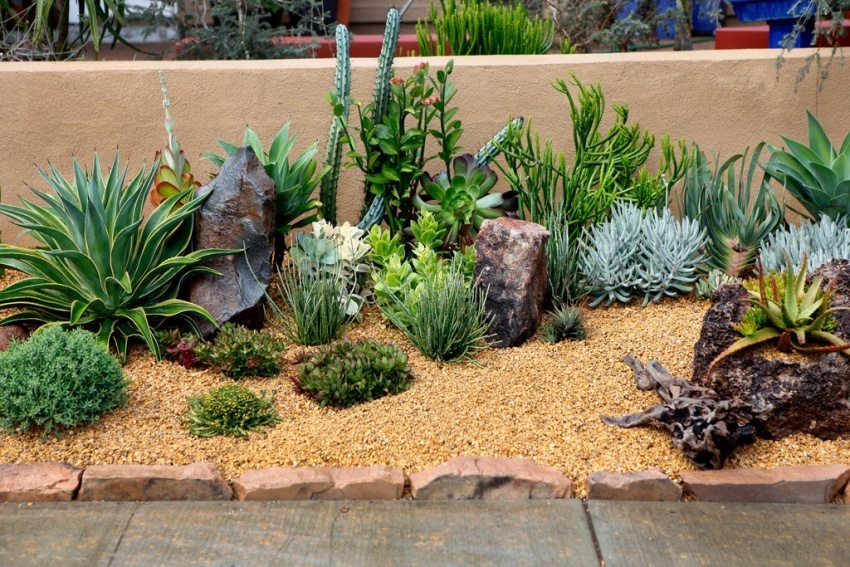 Cacti and succulents are planted along the fence