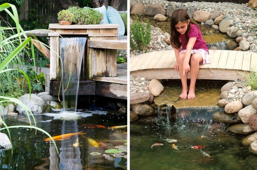 In a pond at a summer cottage, you can breed fish