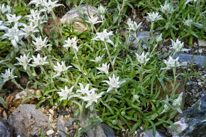 Edelweiss plantes vanligvis på toppen av et alpinsklie
