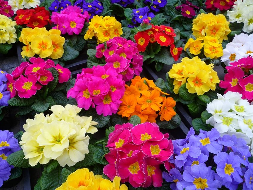 Primrose blomster kan ha et bredt utvalg av farger