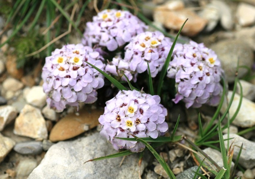 Iberis-blomster ser bra ut på et alpint lysbilde