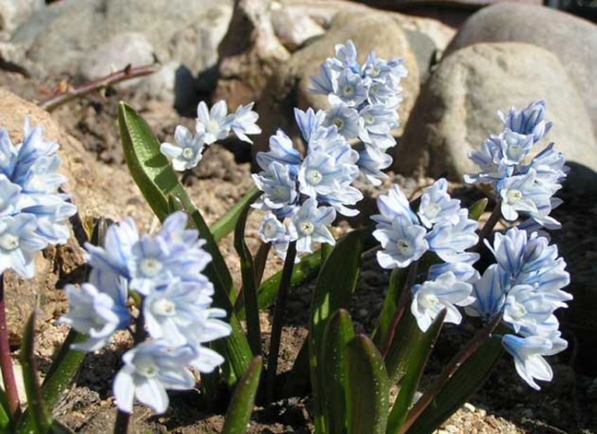 Pushkinia kan ha hvite eller blå blomster