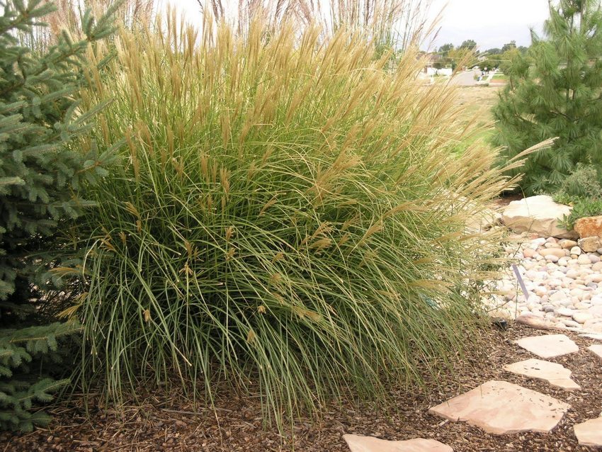 Miscanthus is a popular ornamental grain, perfect for decorating a stone slide.