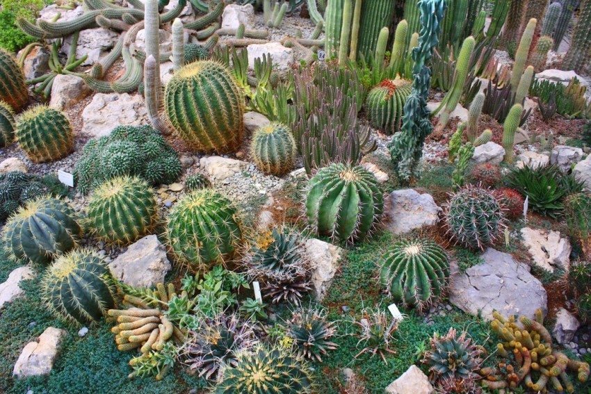 Various types of cacti are used in the design of the horizontal rockery