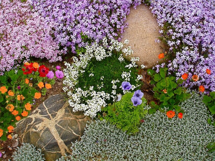 Blooming ground cover plants delight the eye with bright colors and perform a protective function, strengthening the soil