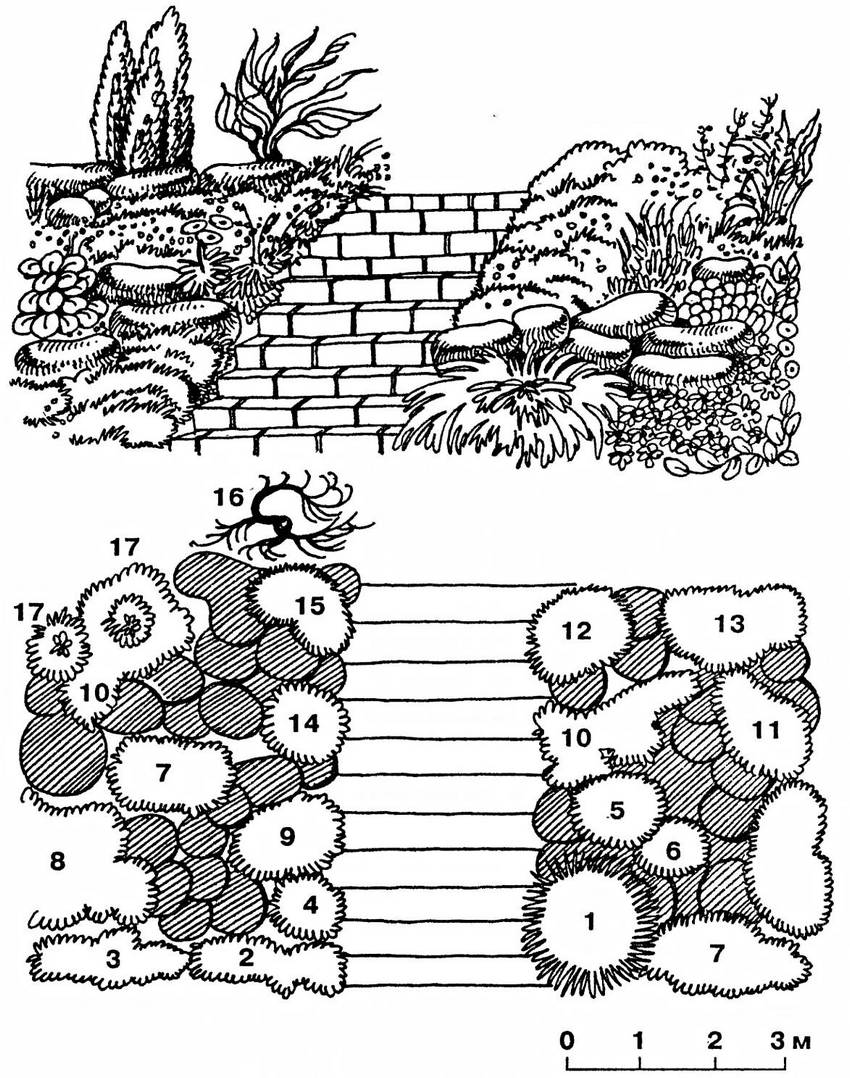 Decorative rockery slide: 1 - horizontal cotoneaster; 2 - alpine arabis; 3 - fragrant violet; 4 - Iberis; 5 - chisel; 6 - turfy carnation; 7 - saxifrage; 8 - Caucasian dorocum; 9 - Carpathian bell; 10 - rotten phlox; 11 - dicenter; 12 - gypsophila; 13 - Canadian solidago; 14 - alissum; 15 - alpine aster; 16 - tamarix; 17 - common juniper
