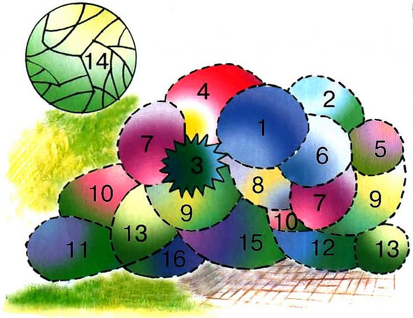 Shema bujnog cvjetnjaka koji krasi fasadu kuće (veličina cvjetnjaka je 4 x 3,5 m): 1 - obični mordovnik; 2 - veronikstrum djevica; 3 - pješčani spikelet; 4 - dvostruko perasti prostor; 5 - kulturna dalija; 6 - alpska plavka; 7 - metličasti floks; 8 - pelin od Louisa; 9 - veliki antirinum; 10 - Houstonov ageratum (visoke sorte); 11 - Fassenova mačja metvica; 12 - Houstonov ageratum (premala sorta); 13 - uspravni neveni; 14 - bijeli travnjak; 15 - peruanski heliotrop; 16 - vrtna petunija