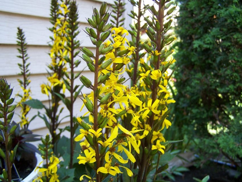 Zářivě žluté buzulnikové květenství zdobí letní chatu