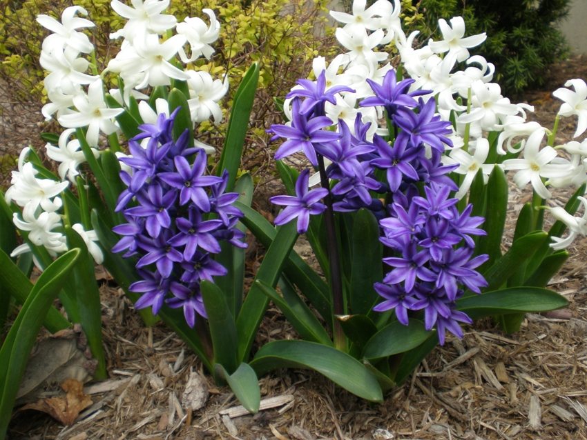 Første gang efter plantning skal hyacinter vandes rigeligt.