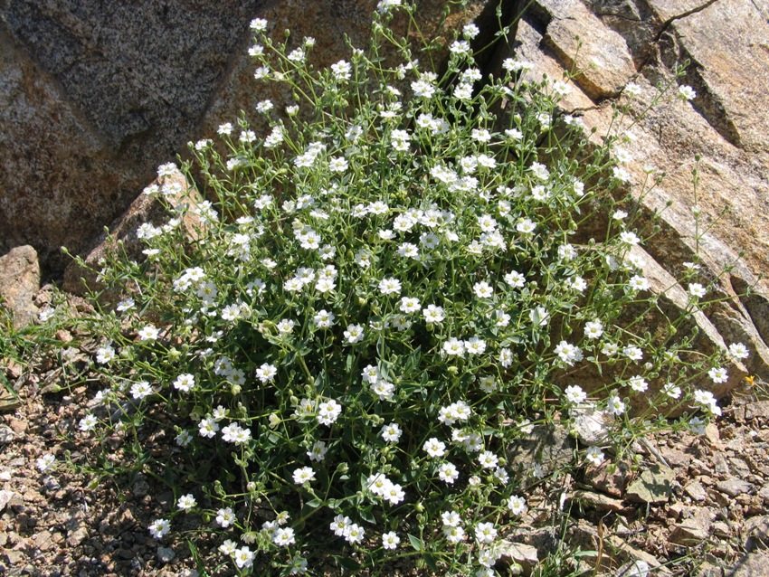 Višegodišnja gipsofila izvrsna je za sadnju na alpskom toboganu