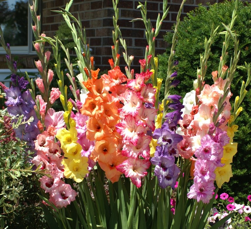 Gladioli - traditional flowers in summer cottages