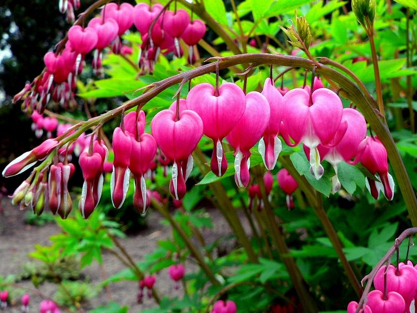 En raison de la forme des fleurs, le dicentre est appelé cœur brisé.
