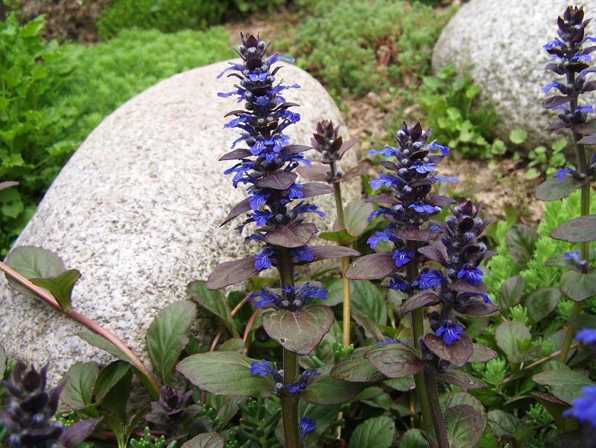The creeping creeper can be planted on rockeries and stone slopes
