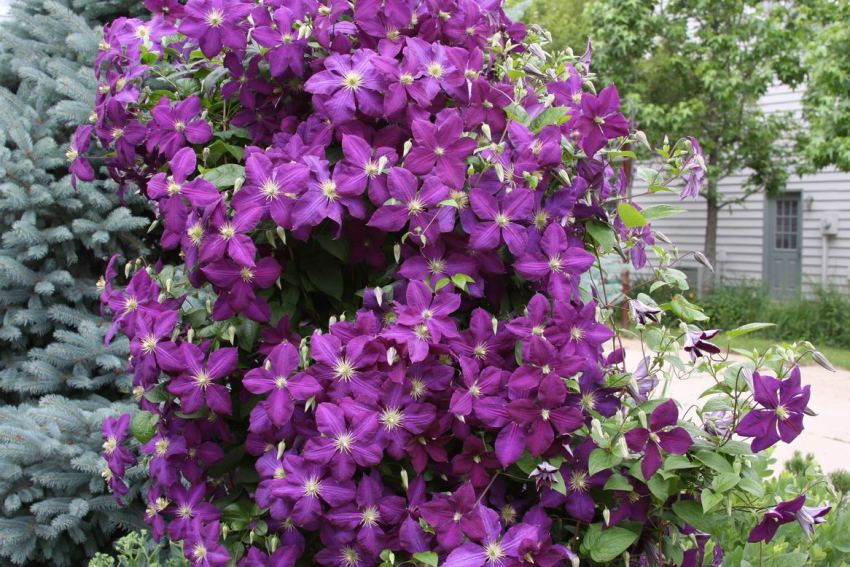 Clematis has a long flowering period