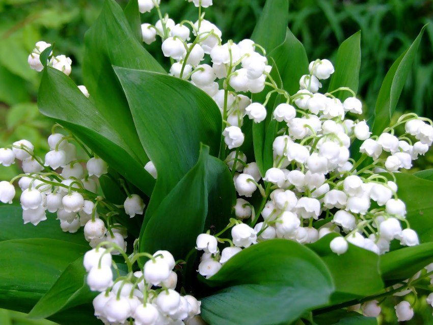 Lily of the valley flowers have a pleasant persistent aroma