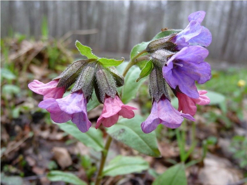 It is necessary to plant lungwort (pulmonaria) in a shaded area