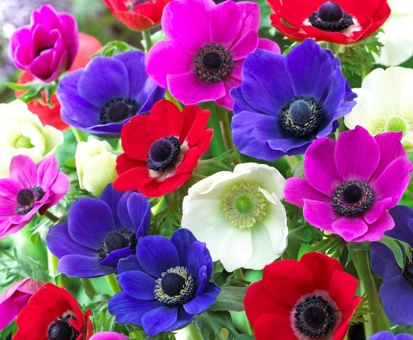 Lyse blomster av anemoner vil dekorere ethvert blomsterbed