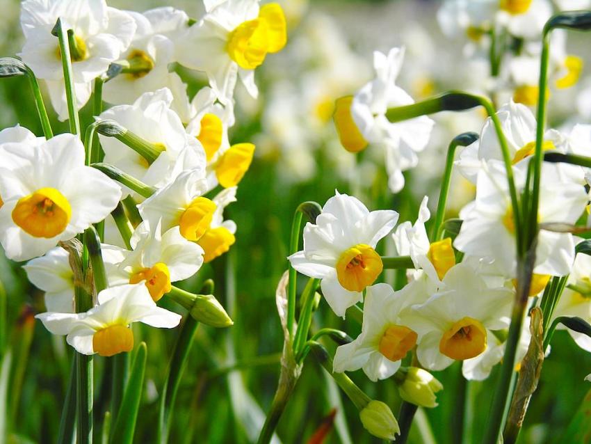 There are many varieties and varieties of daffodils