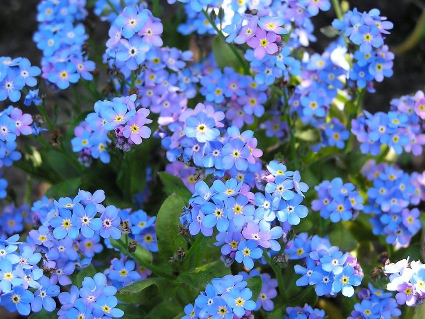 Pomněnky kvetou v malých modrých a světle modrých květinách