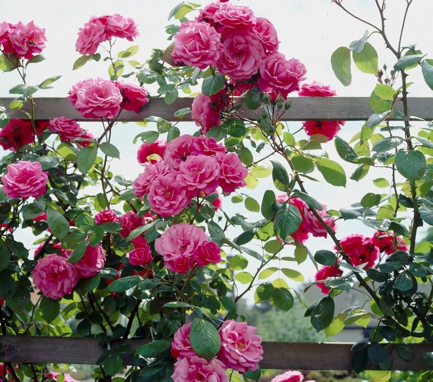 A climbing rose is planted near fences, pergolas or arches