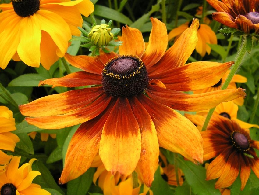 Rudbeckia can grow in one place without transplanting up to 5 years