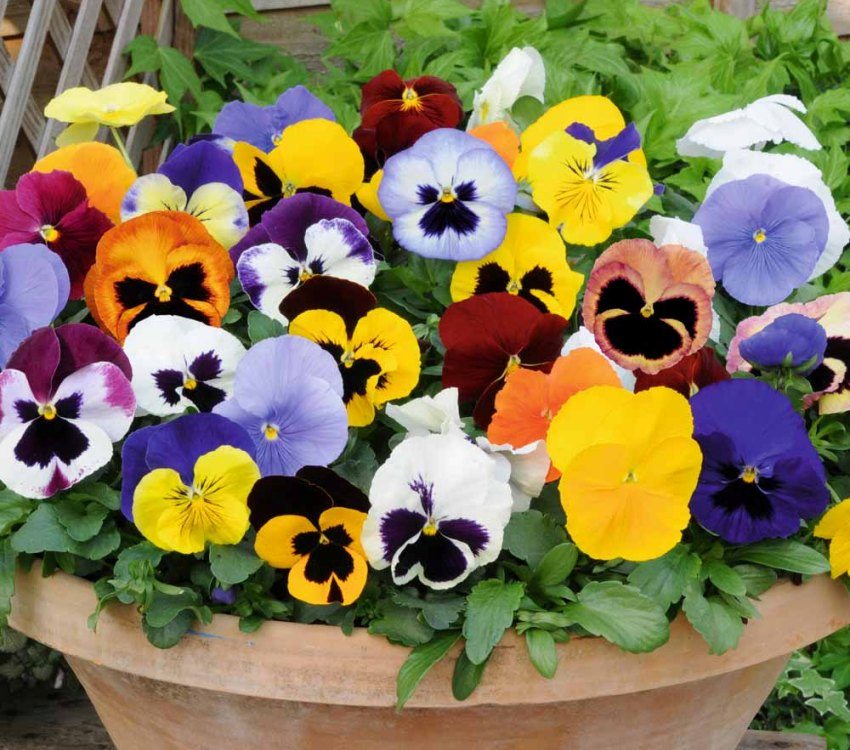 Pansies are brightly colored