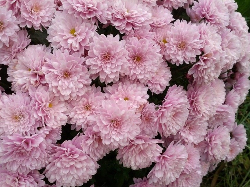 Krysantemum vil gi en frodig blomst med riktig pleie