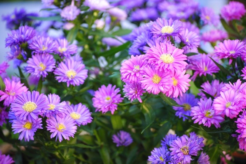 Aster květiny mohou mít širokou škálu odstínů.