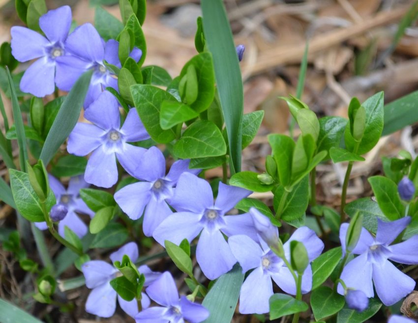 Periwinkle shoots spread along the ground and grow in breadth