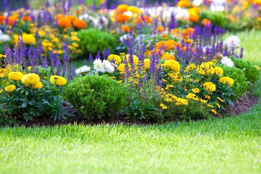 The flowerbed combines different types of flowers