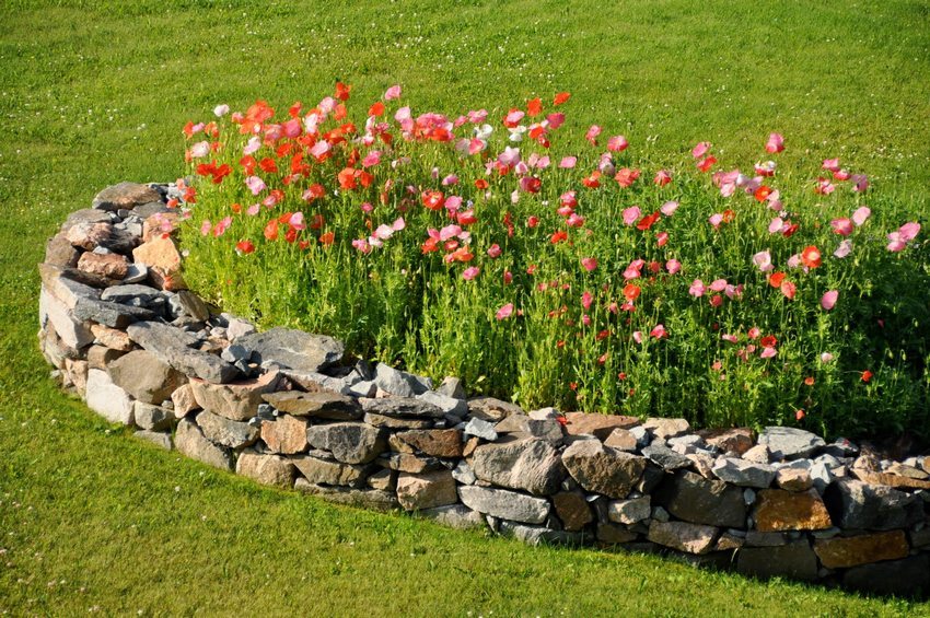 A flower bed with poppies lined with natural stone