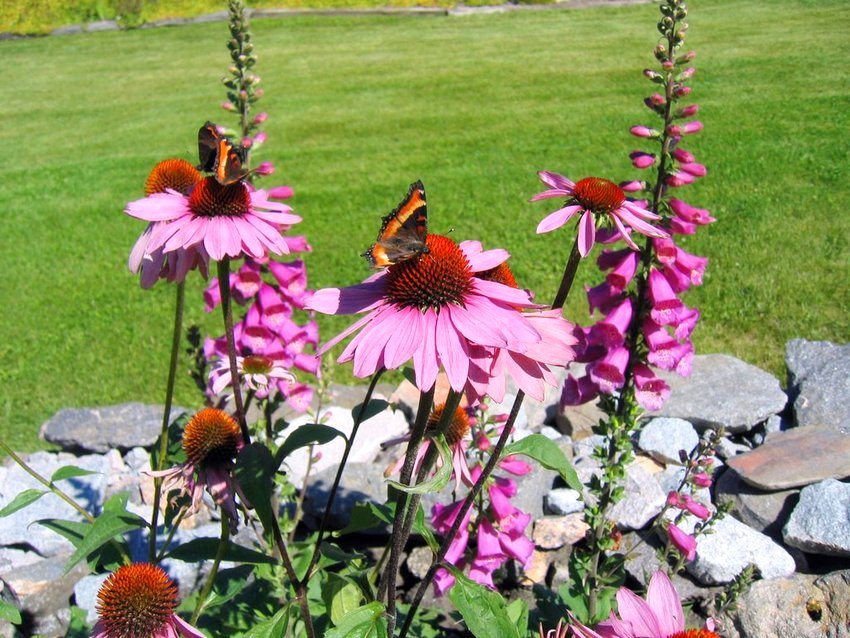 Echinacea is resistant to adverse conditions and has a spectacular appearance