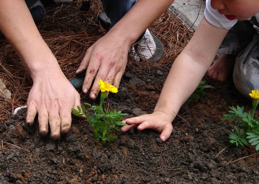 Korak 3. Prekrijte slobodni prostor oko korijenskog sustava zemljom i lagano natapajte. Imajte na umu da biljke prvi put nakon sadnje trebaju češće zalijevanje.