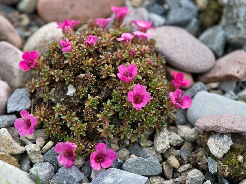 Lavt voksende varianter av blomster er perfekte for å dekorere en alpinsklie eller stein