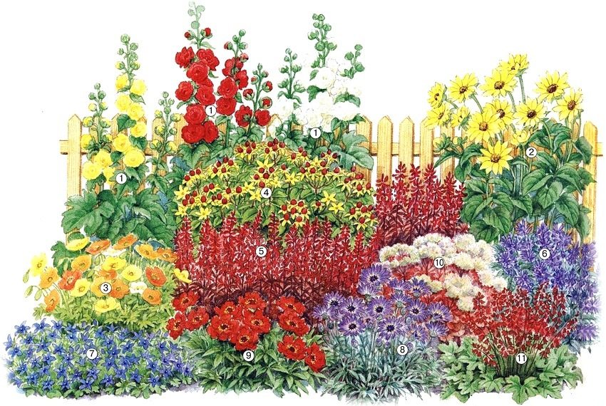 Shema cvjetnjaka s višegodišnjim biljkama koje cvjetaju u prvoj godini: 1 - roza pleniflora raznih boja; 2 - suncokret s deset latica; 3 - islandski mak; 4 - kantarion Hidcote; 5 - kardinalna lobelija; 6 - mačja metvica Nepeta faassenii; 7 - Pozharsky zvono; 8 - katananche Plavi Kupidon; 9 - višegodišnji gravilat; 10 - istaknuti sedum; 11 - Heuchera hibridno čudo