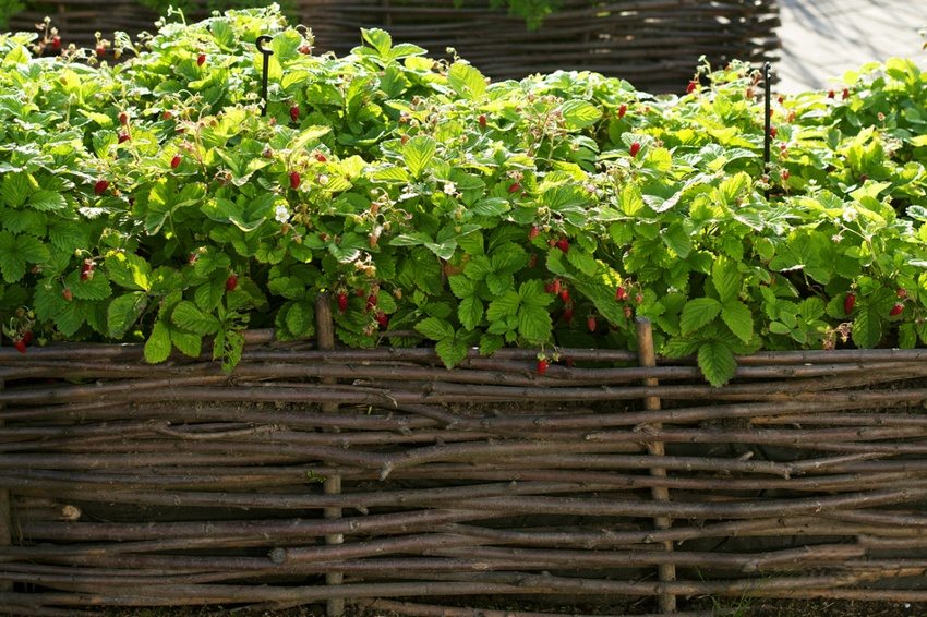 Strawberry bushes are planted in a flowerbed with a fence made of twigs