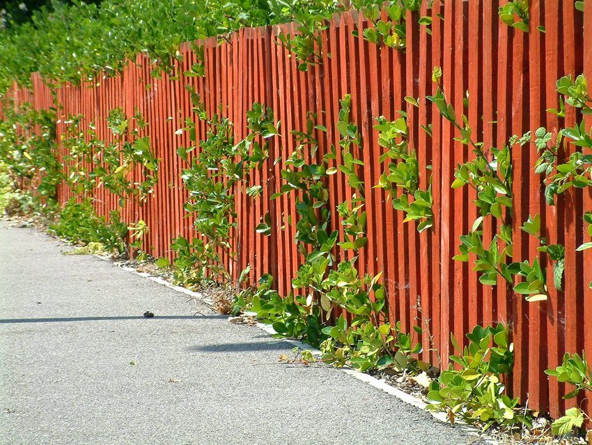 Tradicionalna ograda, obojena živahnom bojom