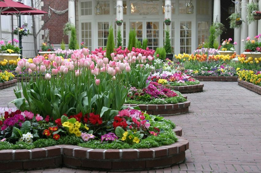Krásný květinový záhon s tulipány je orámován cihlovým okrajem