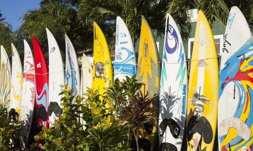 An original hedge created using surfboards