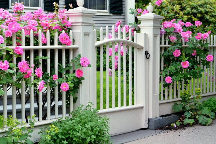 A white fence with gaps looks very advantageous in combination with a flower garden