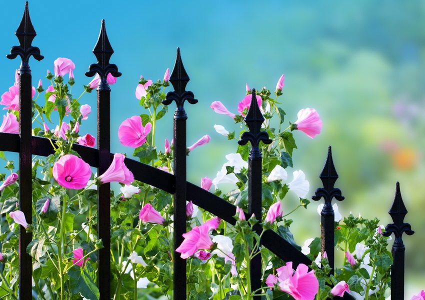 Forged metal structures of fences have become classics for a long time and will always be in fashion.
