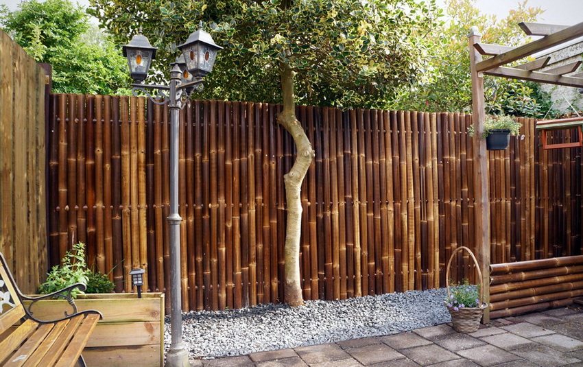 Bamboo hedge looks noble in modern landscaping