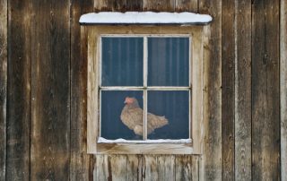 Galliner hivernal de bricolatge per a 20 gallines: característiques i consells per fer